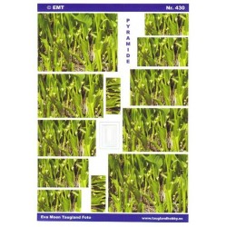 Liljekonvaller, Pyramide 3D ark