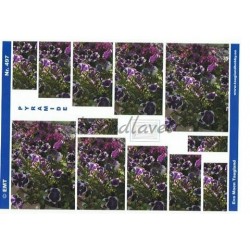 Petunia, Pyramide 3D ark